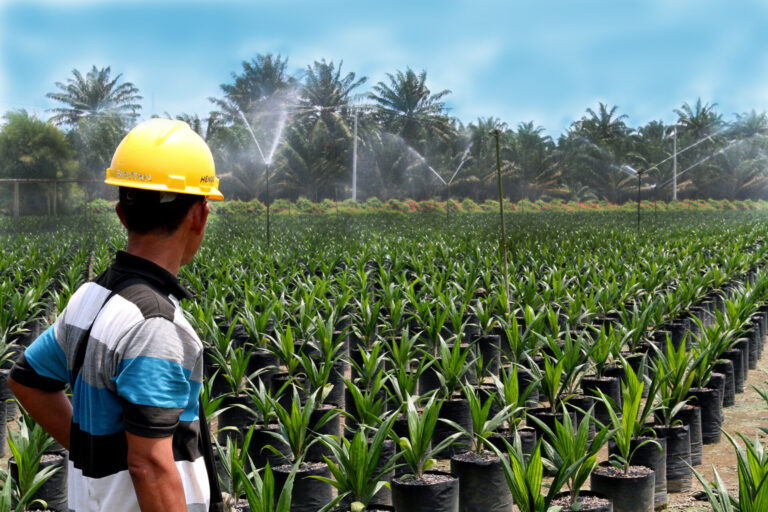 US-Indonesia Deal: What Does it Mean for Palm? EUDR Déjà Vu Continues