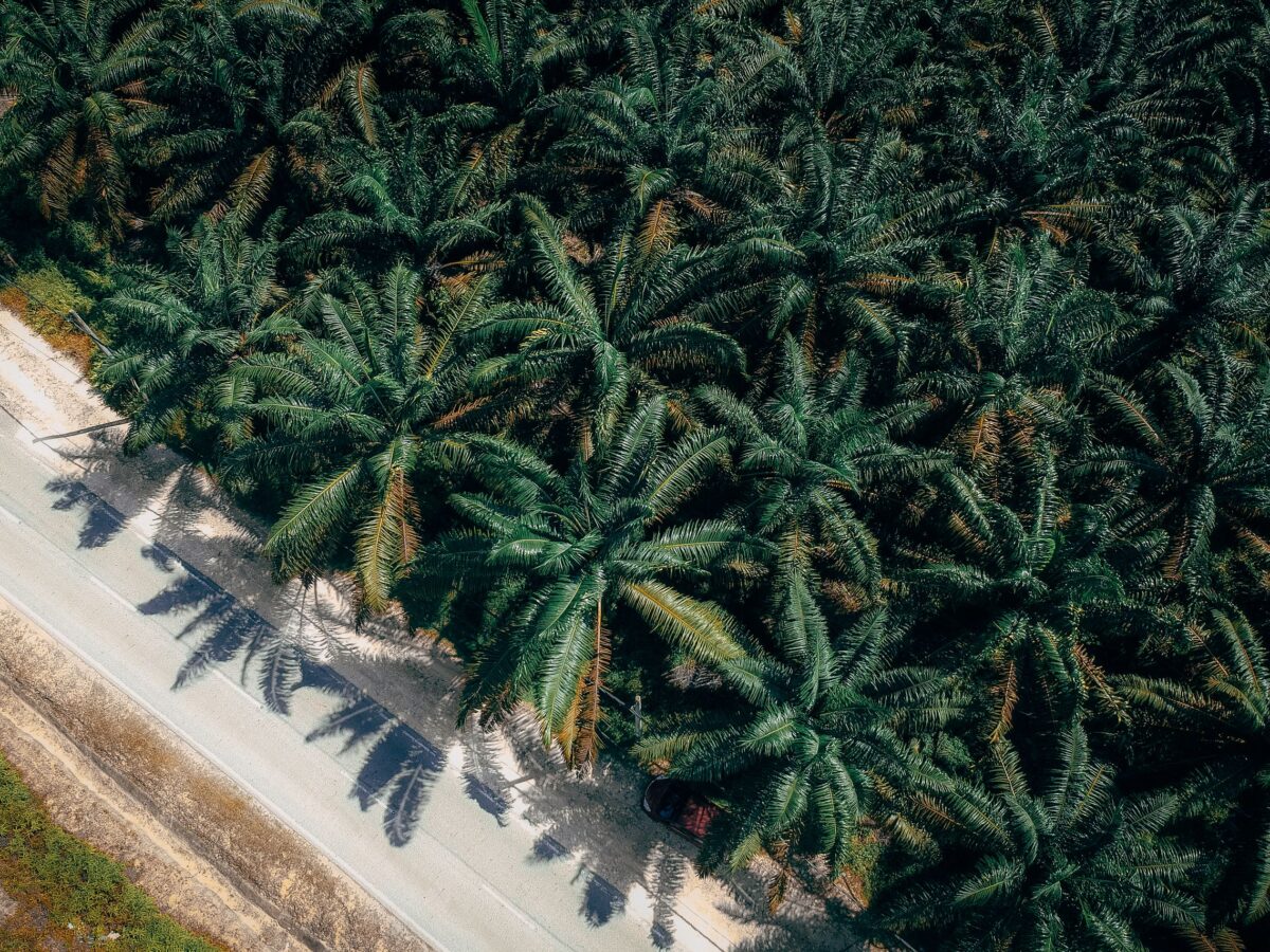 Indonesia’s Commodity Export Plan: What We Know So Far